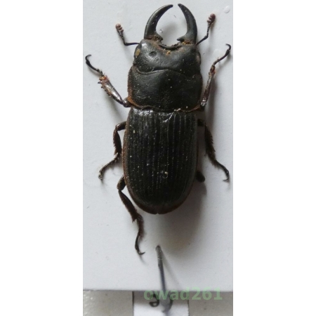 Aegus sp. 19mm Philippines6e